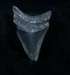 Bargain Megalodon Tooth - Venice, FL #3814-1